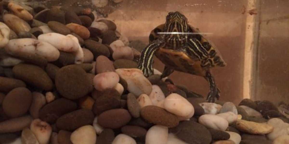 Какие существуют подводные камни при содержании декоративных кроликов и черепах?