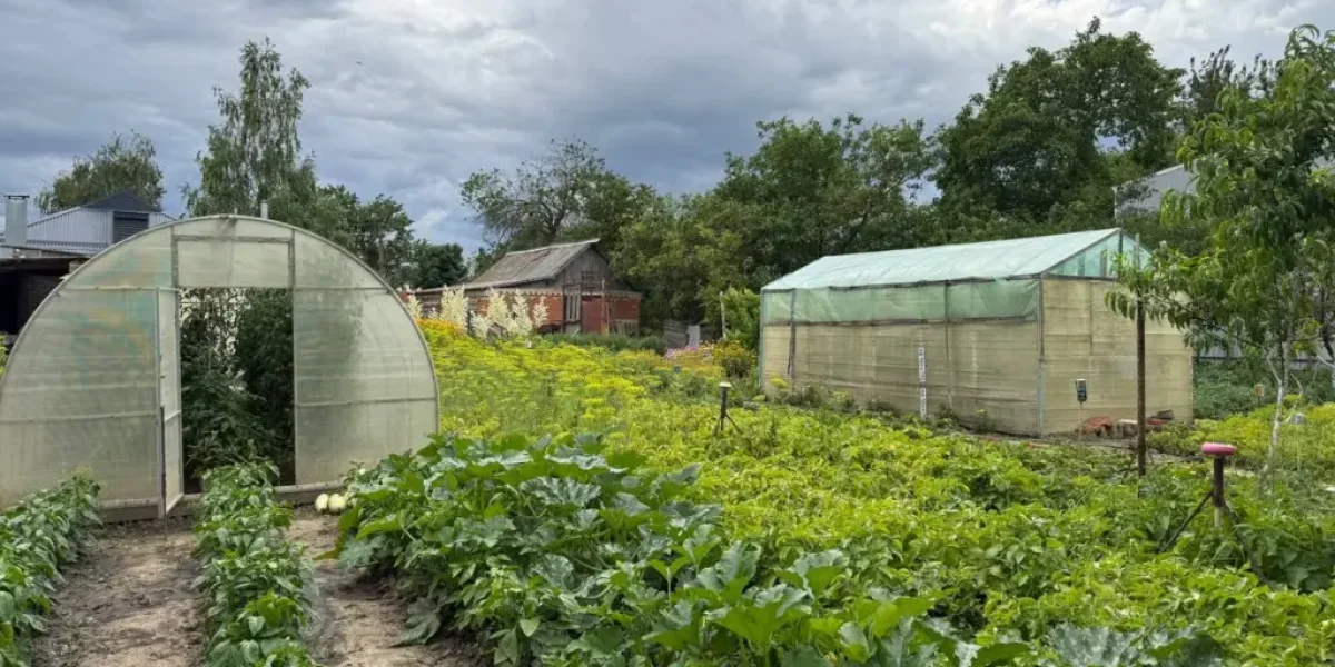 Невидимые помощники на грядке: 6 овощей, которые растут почти без вашего участия