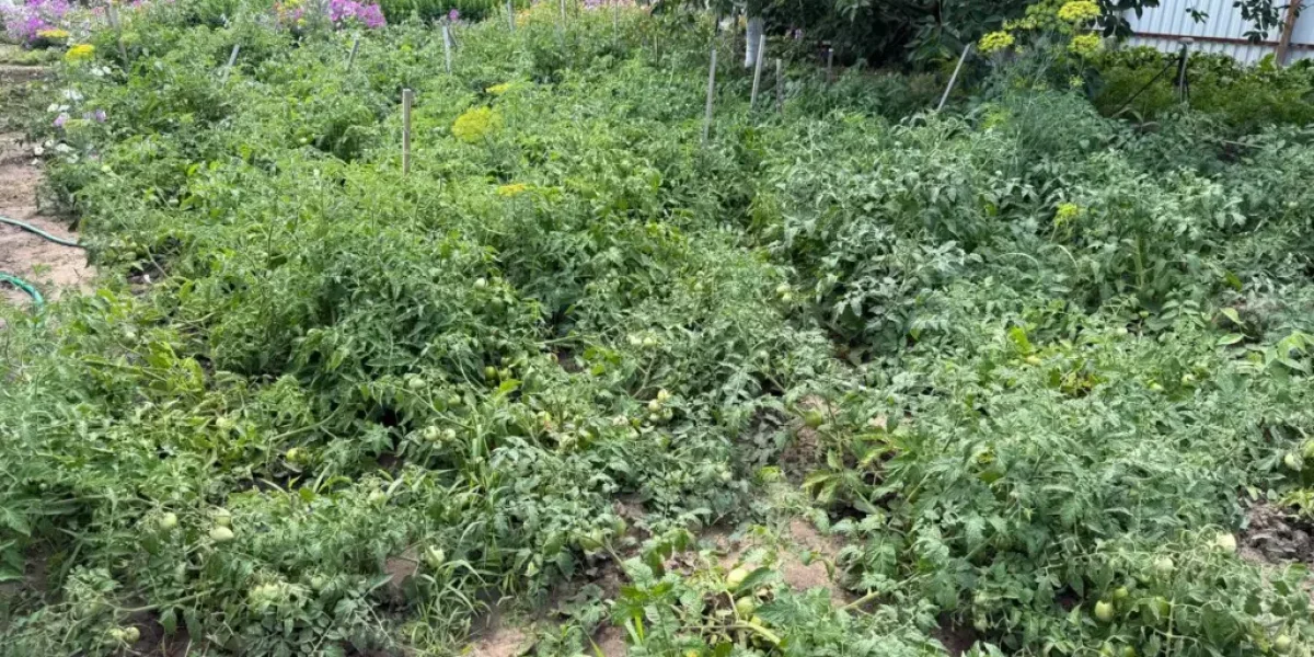5 спасительных хитростей для огорода, которые сберегут урожай даже в капризное лето