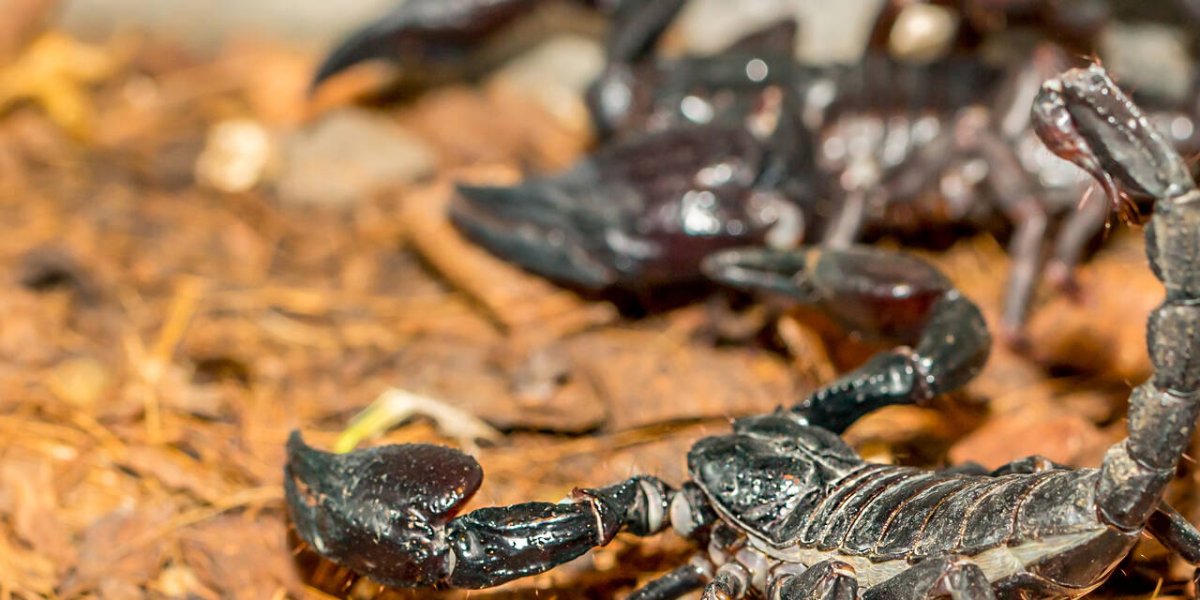 Египет: Где поджидают скорпионы, акулы и другие сюрпризы для туристов Египет: Где поджидают скорпионы, акулы и другие сюрпризы для туристов