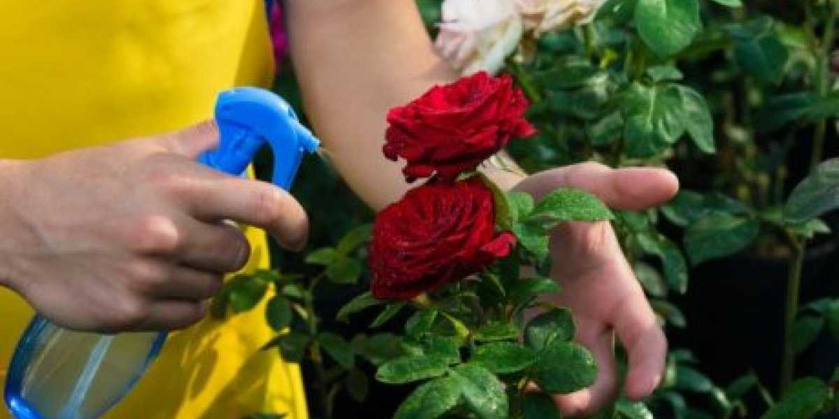 Секрет роскошного повторного цветения роз: чем подкормить после первой волны Секрет роскошного повторного цветения роз: чем подкормить после первой волны