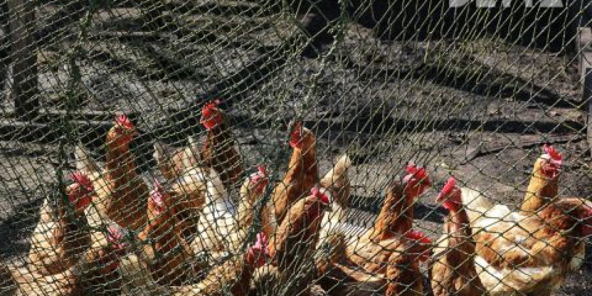 Цены на яйца рухнули: Фермеры в РФ массово идут на вынужденное уничтожение кур-несушек