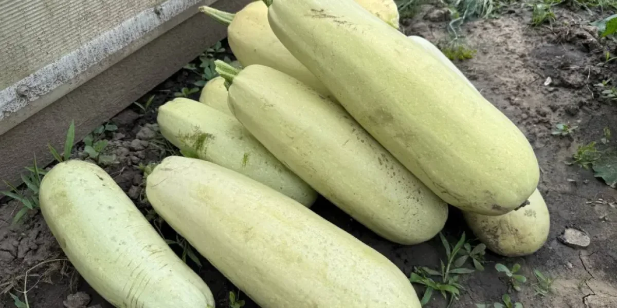 Луковая шелуха для кабачков: бесплатный секрет рекордного урожая