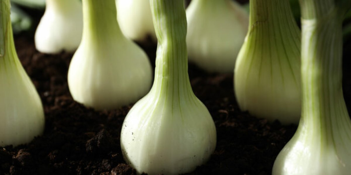 Секрет агронома: 1 ложка на ведро воды — и лук не сгниёт даже в ливень Секрет агронома: 1 ложка на ведро воды — и лук не сгниёт даже в ливень