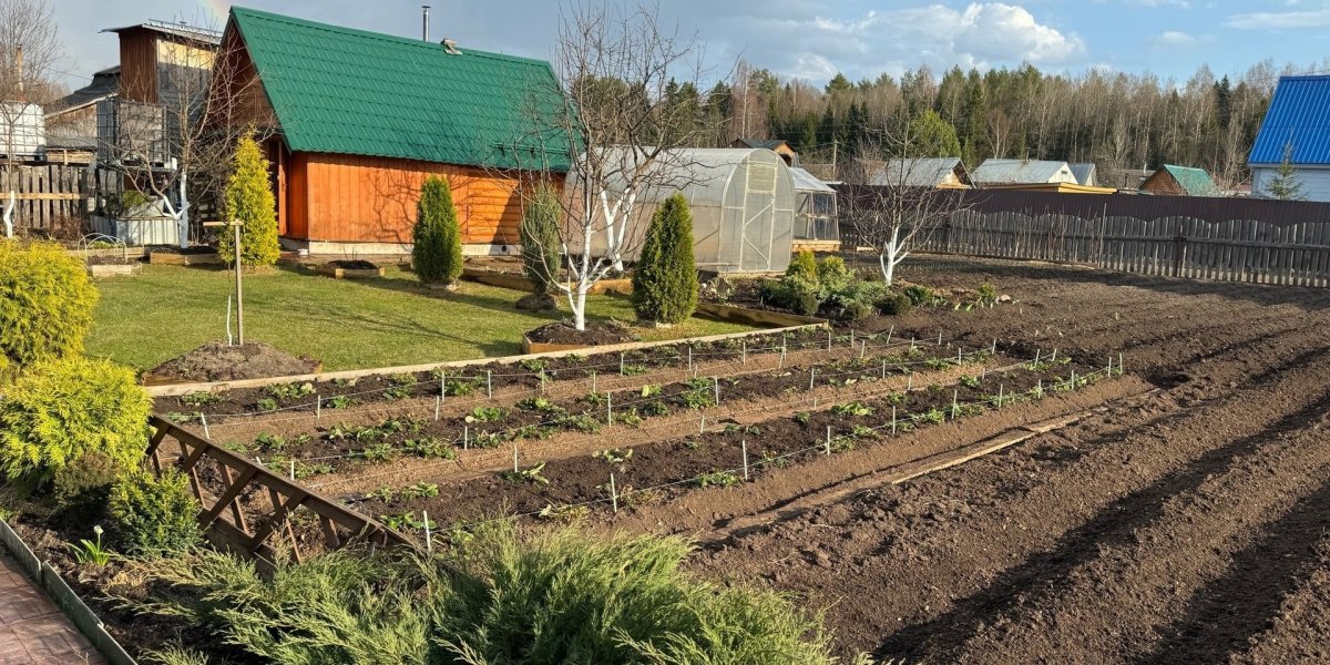 Дачники, внимание: Заросший участок может стоить 50 тысяч рублей или даже земли