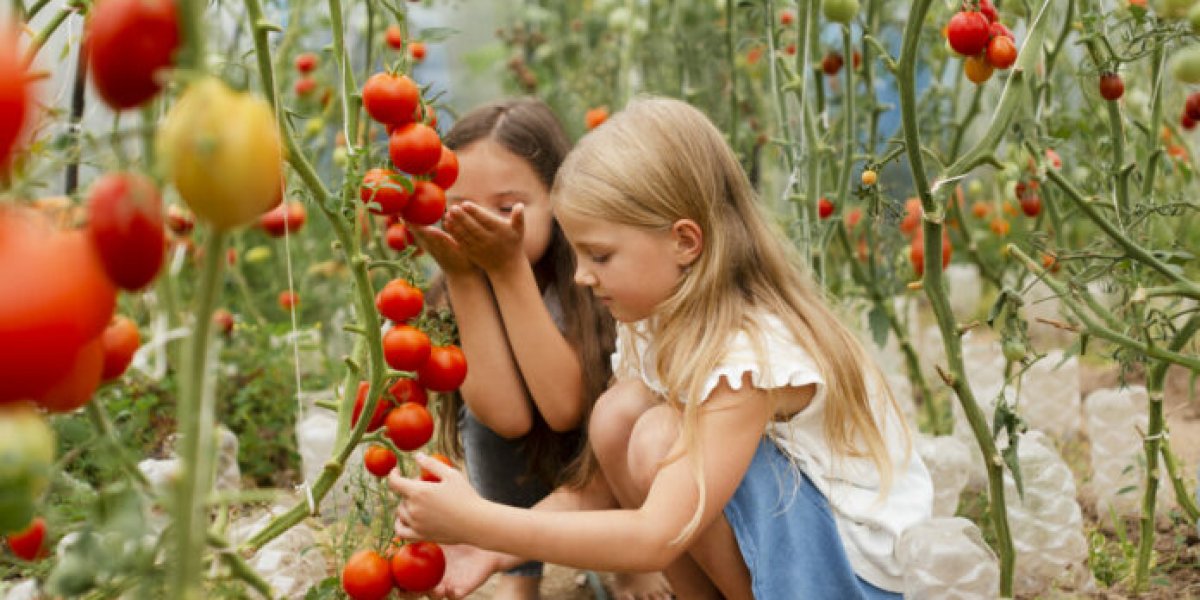 Южный секрет гигантских томатов: чем &laquo;кормят&raquo; кусты фермеры для невероятного вкуса