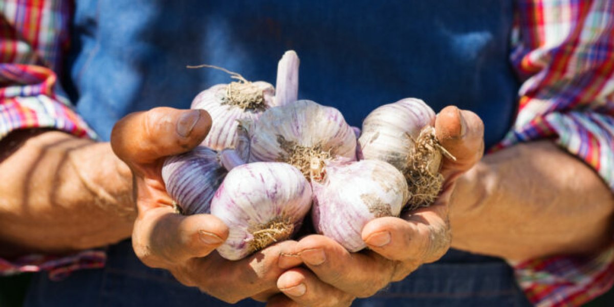 Дожди не помеха: как спасти урожай чеснока в ливень &ndash; инструкция от агронома