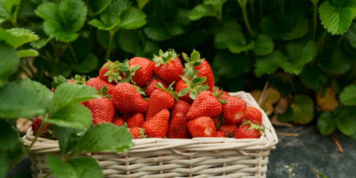 Сажаем Клубнику Сейчас — Пожинаем «Улетный» Урожай Завтра: Летние Хитрости для Капризной Ягоды Сажаем Клубнику Сейчас — Пожинаем «Улетный» Урожай Завтра: Летние Хитрости для Капризной Ягоды