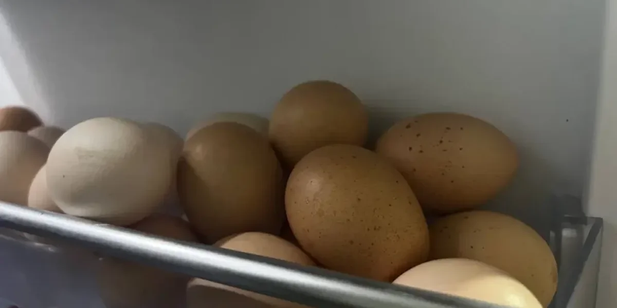 Куриное эмбарго: почему дешевые яйца в России — лишь временная передышка Куриное эмбарго: почему дешевые яйца в России — лишь временная передышка