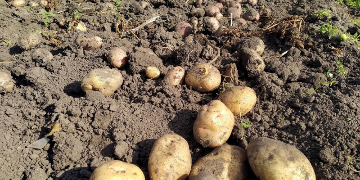Оптимальные сроки уборки картофеля в 2025 году: рекомендации по Лунному календарю Оптимальные сроки уборки картофеля в 2025 году: рекомендации по Лунному календарю