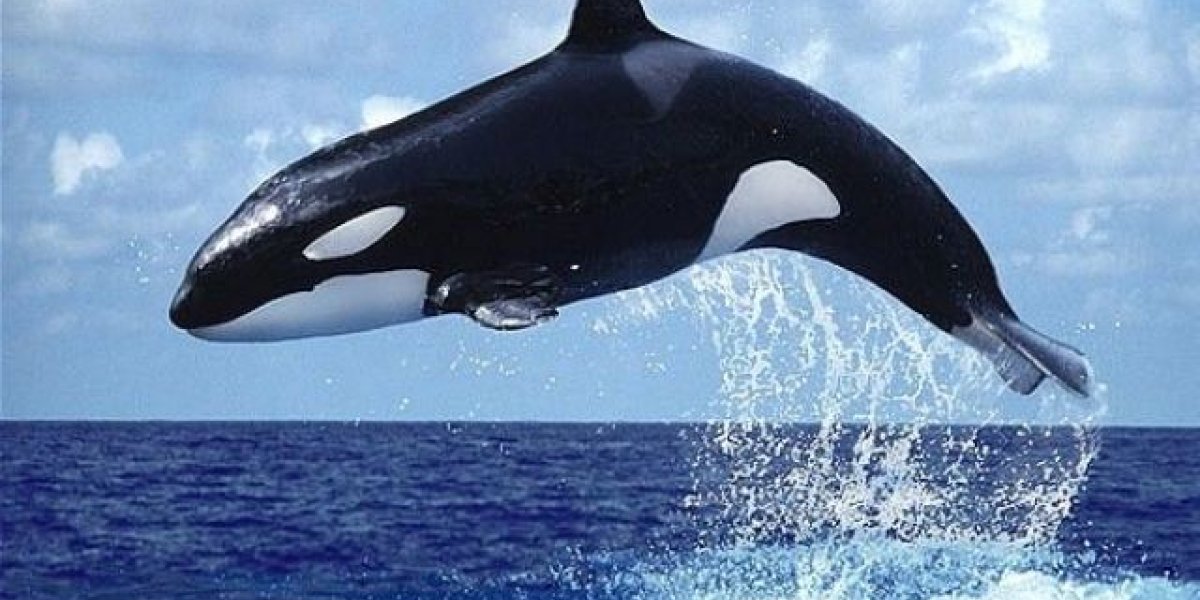 Игры хищников или месть океана? Стая косаток целенаправленно топит суда у берегов Европы