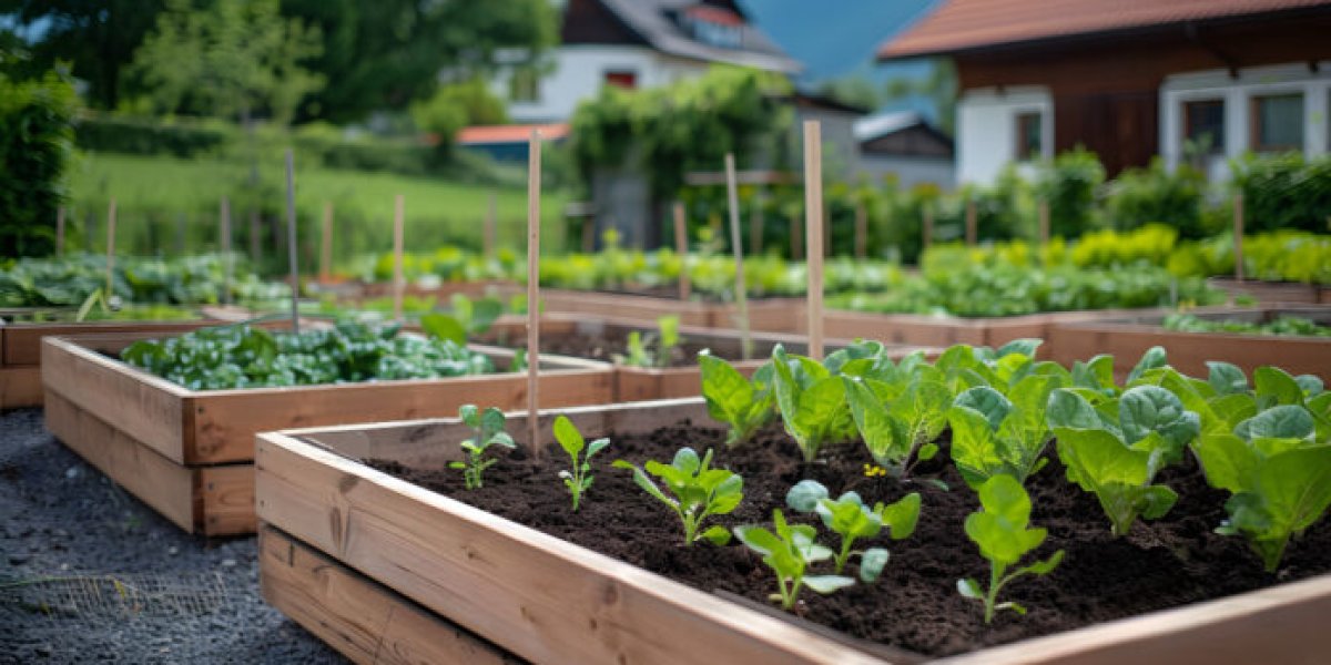 Август — время второго урожая: что посадить на освободившихся грядках прямо сейчас Август — время второго урожая: что посадить на освободившихся грядках прямо сейчас