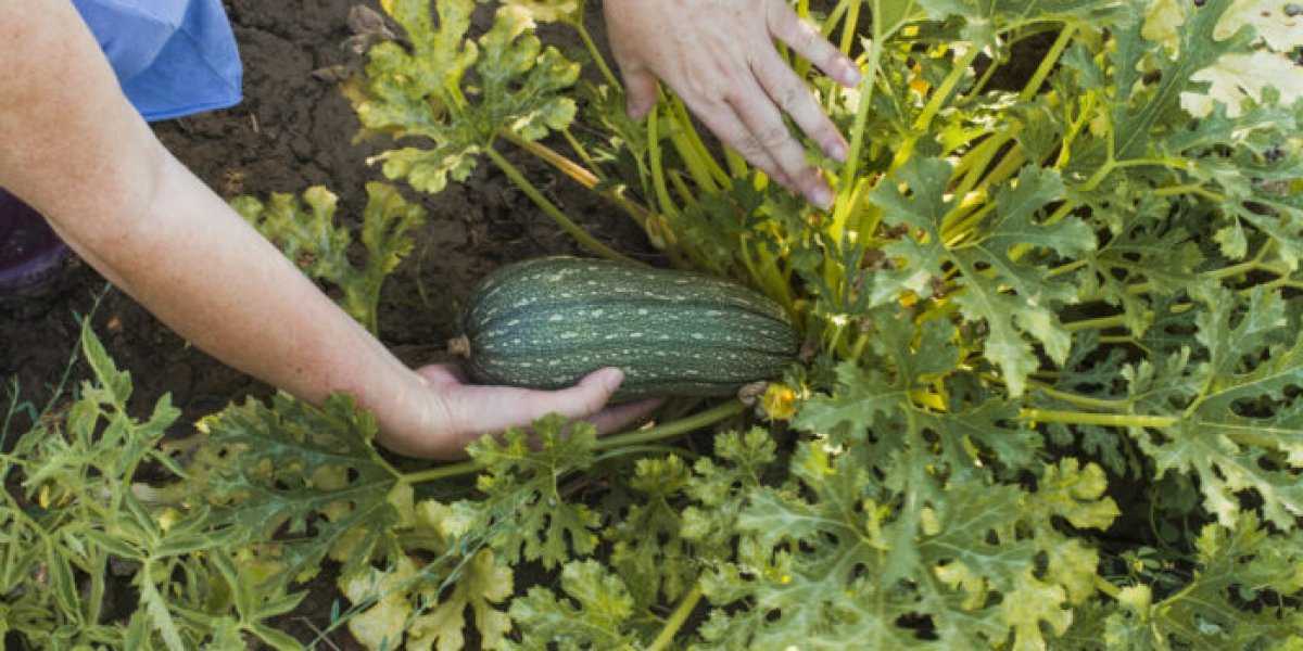 Спасаем урожай: как остановить гниение кабачков на грядке — совет агронома Спасаем урожай: как остановить гниение кабачков на грядке — совет агронома