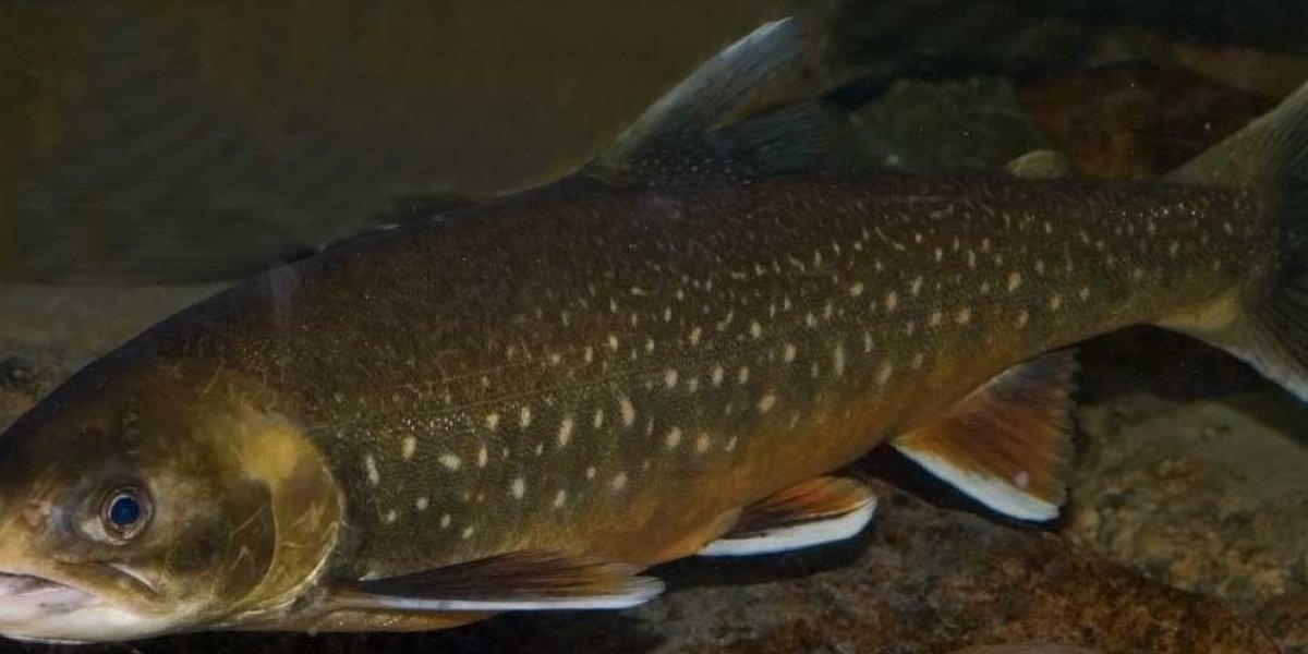 Сибирский прорыв: Боганидский голец оказался рекордсменом по омега-3, оставив лосося далеко позади