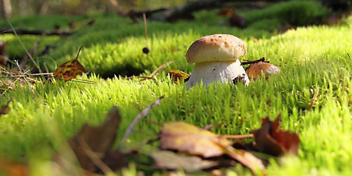 День Ермолая 8 августа 2025: Приметы, ритуалы очищения и целебный «змеиный суп» День Ермолая 8 августа 2025: Приметы, ритуалы очищения и целебный «змеиный суп»