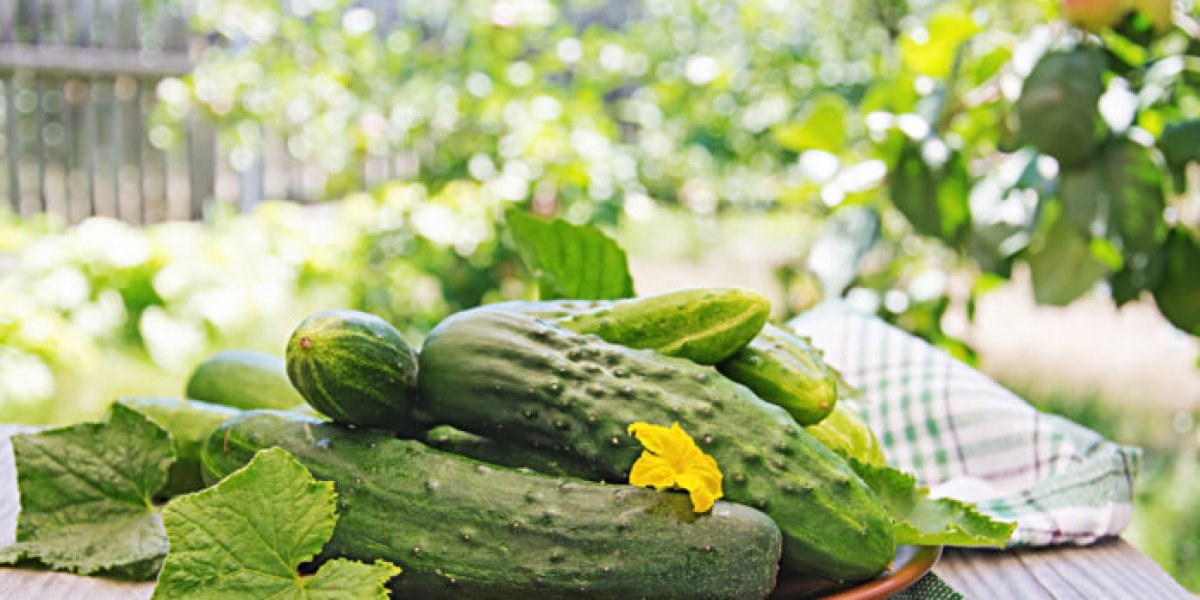 Советский секрет: как омолодить огурцы в августе и получить урожай до морозов Советский секрет: как омолодить огурцы в августе и получить урожай до морозов