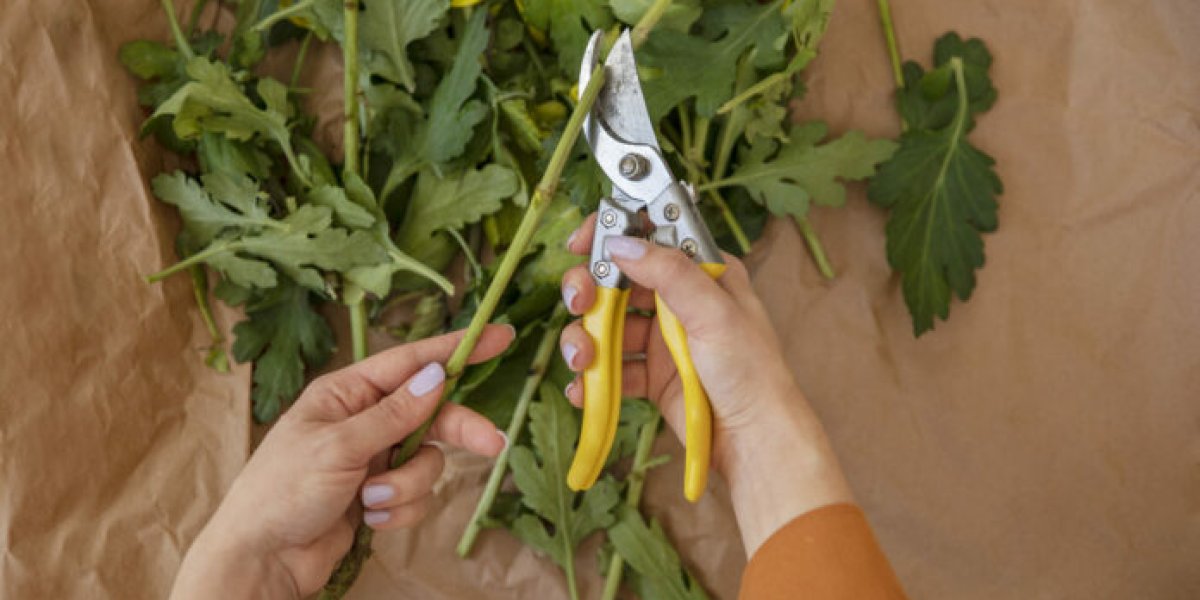 Мед, зола, алоэ: копеечный природный стимулятор для мгновенного укоренения черенков