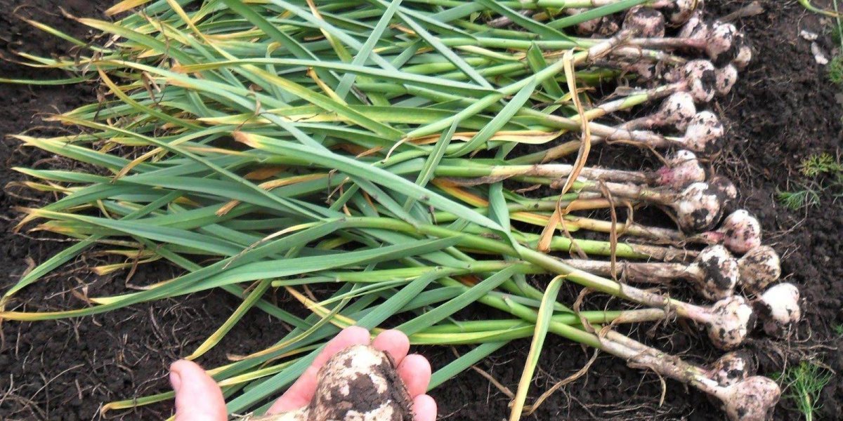 Уборка чеснока в августе-сентябре: ключевые сроки, лунный календарь 2025 и важные правила