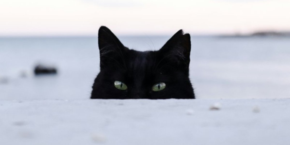 Невидимая угроза: какие опасные болезни могут передать человеку даже домашние кошки Невидимая угроза: какие опасные болезни могут передать человеку даже домашние кошки