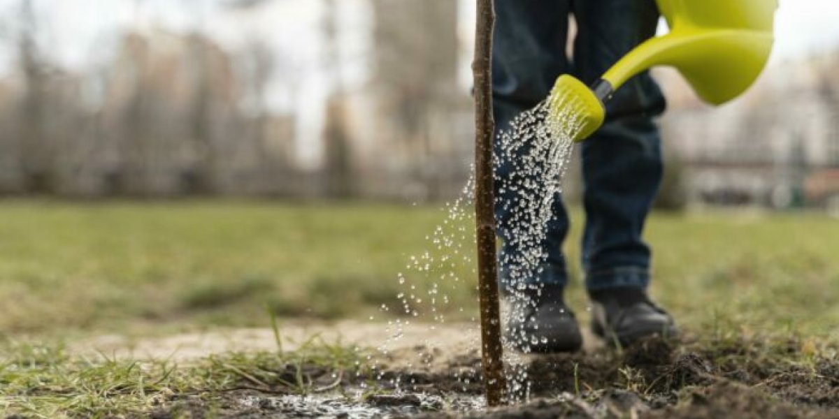 Убийственный полив: когда вода вместо жизни несет гибель вашим растениям
