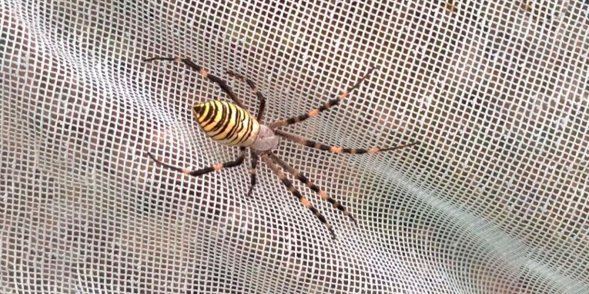 Нашествие пауков-ос: Опасные «мигранты» с юга осваивают дачи и парки России Нашествие пауков-ос: Опасные «мигранты» с юга осваивают дачи и парки России