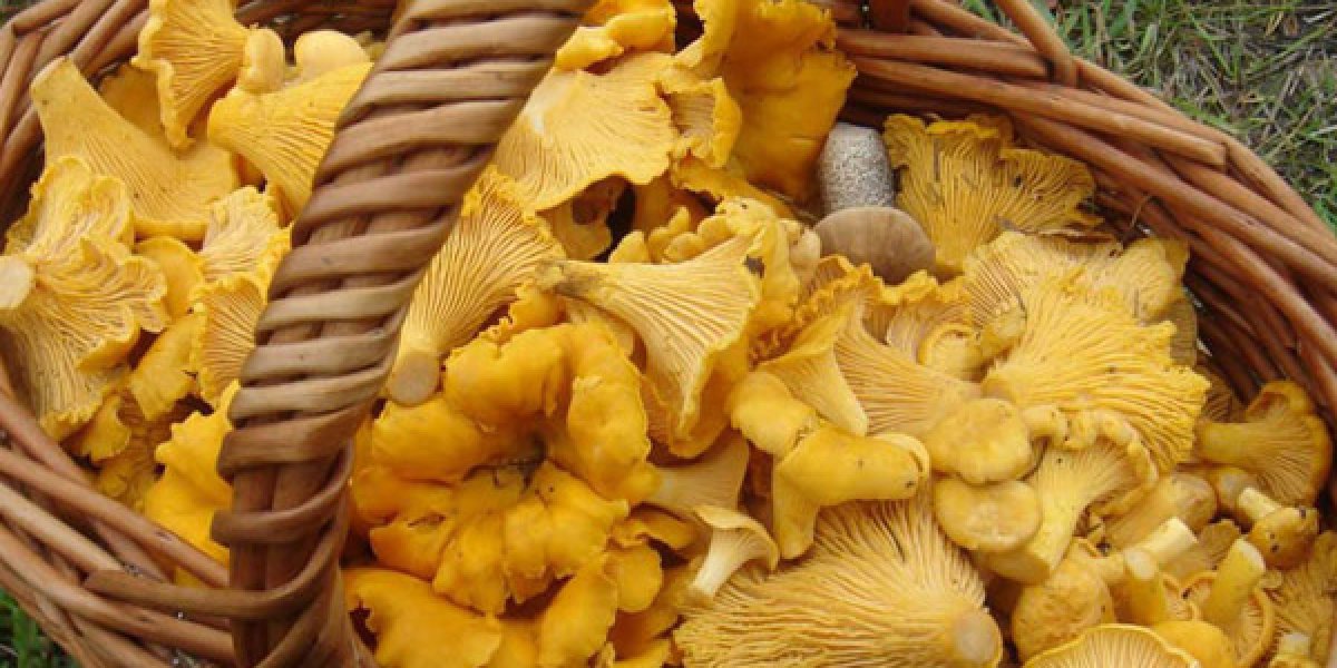 Грибной сезон-2025 в Подмосковье: где искать лисички, белые и подосиновики после обильных дождей Грибной сезон-2025 в Подмосковье: где искать лисички, белые и подосиновики после обильных дождей