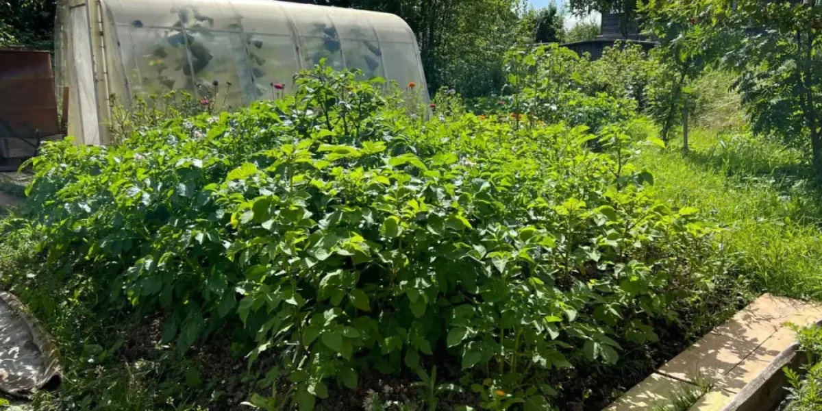 Осторожно: Эти растения на вашей даче могут привести к тюрьме — предупреждает Роскачество Осторожно: Эти растения на вашей даче могут привести к тюрьме — предупреждает Роскачество