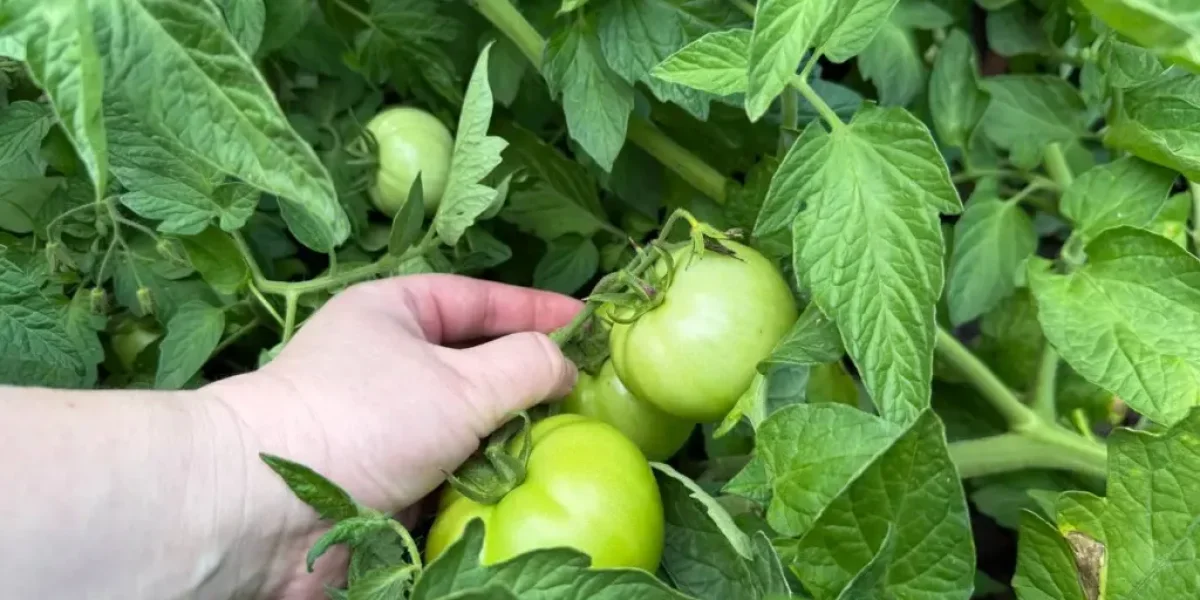 Адский полив: фатальная ошибка, которая губит томаты в жару Адский полив: фатальная ошибка, которая губит томаты в жару