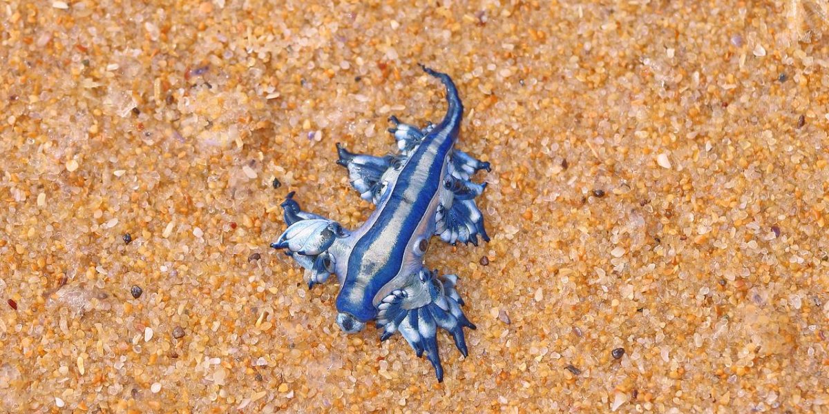 Нашествие ядовитых «голубых драконов»: 11 километров испанского побережья закрыты для купания Нашествие ядовитых «голубых драконов»: 11 километров испанского побережья закрыты для купания