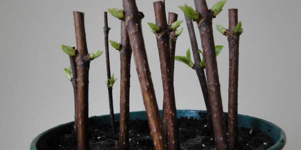 Осеннее черенкование гортензий: превратите обрезки в бесплатные саженцы