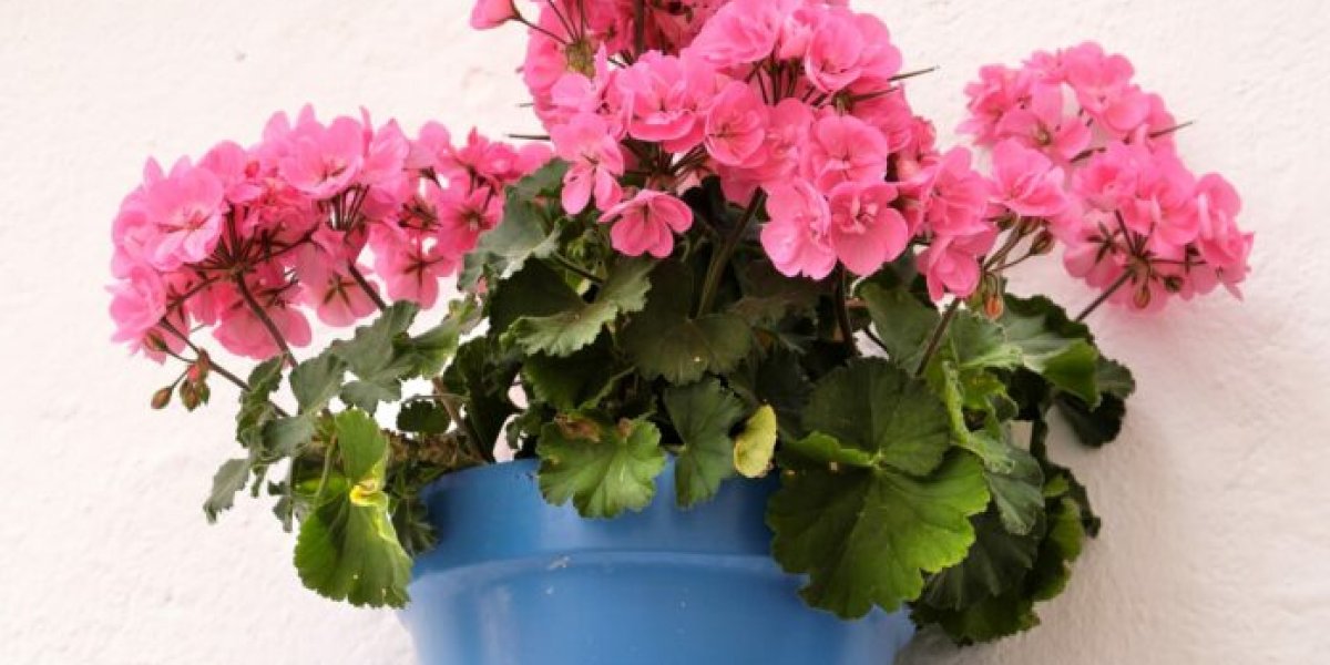 1 г на литр воды — и герань преображается: секреты круглогодичных цветочных шапок 1 г на литр воды — и герань преображается: секреты круглогодичных цветочных шапок
