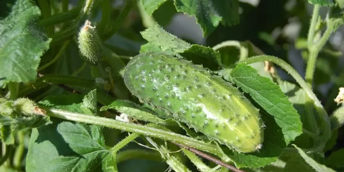 Народное удобрение для огурцов: Секрет урожая ведрами без химии Народное удобрение для огурцов: Секрет урожая ведрами без химии