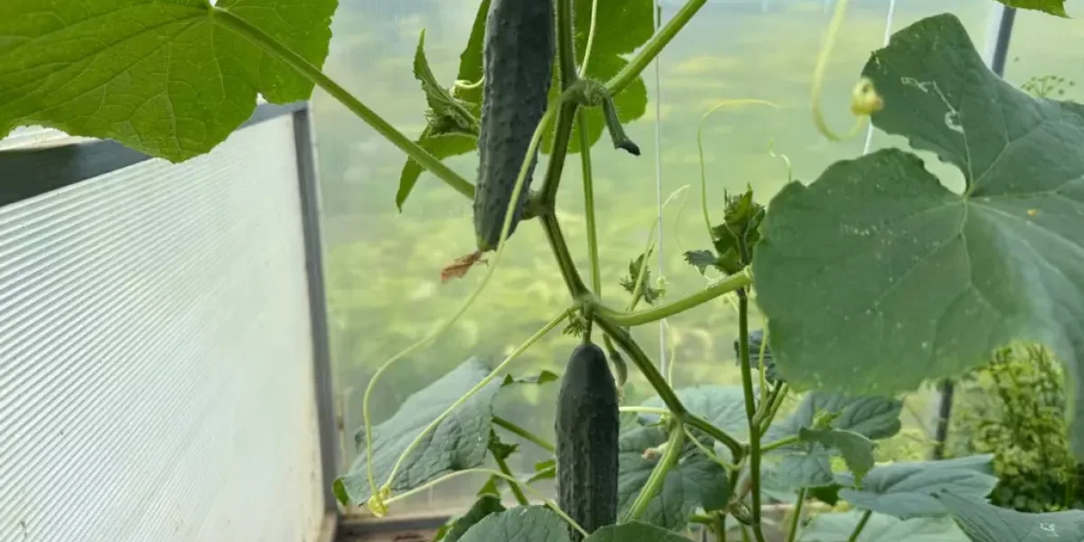 Вторая жизнь огуречной грядки: простая августовская подкормка для продления урожая Вторая жизнь огуречной грядки: простая августовская подкормка для продления урожая