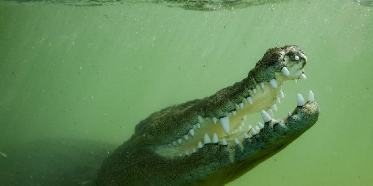 Материнская отвага: как индийская женщина железным прутом отбила сына у крокодила Материнская отвага: как индийская женщина железным прутом отбила сына у крокодила