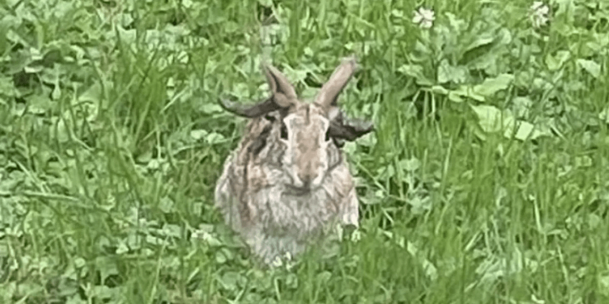 Тревожная аномалия: как кролики со щупальцами угрожают здоровью людей Тревожная аномалия: как кролики со щупальцами угрожают здоровью людей