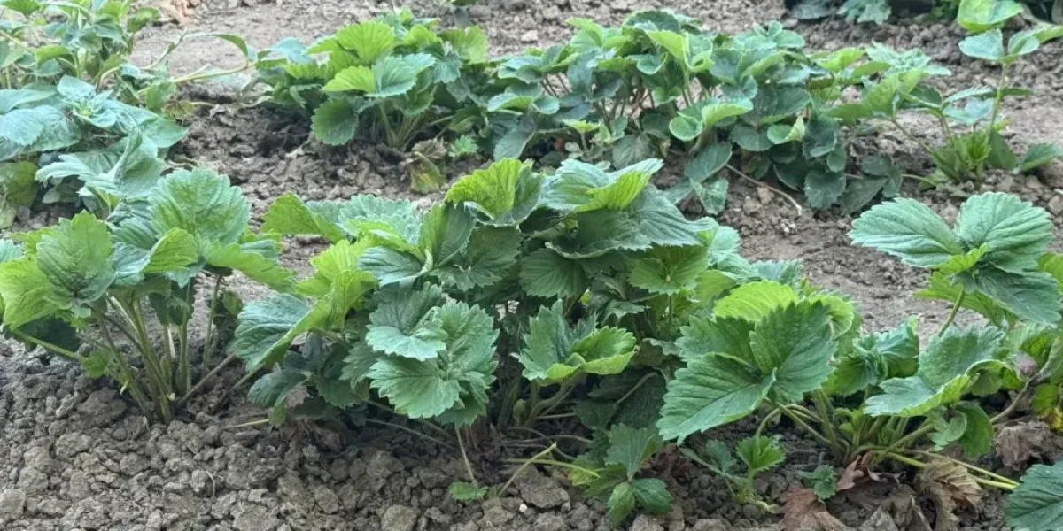 Август для клубники: Три подкормки, которые определят урожай будущего года