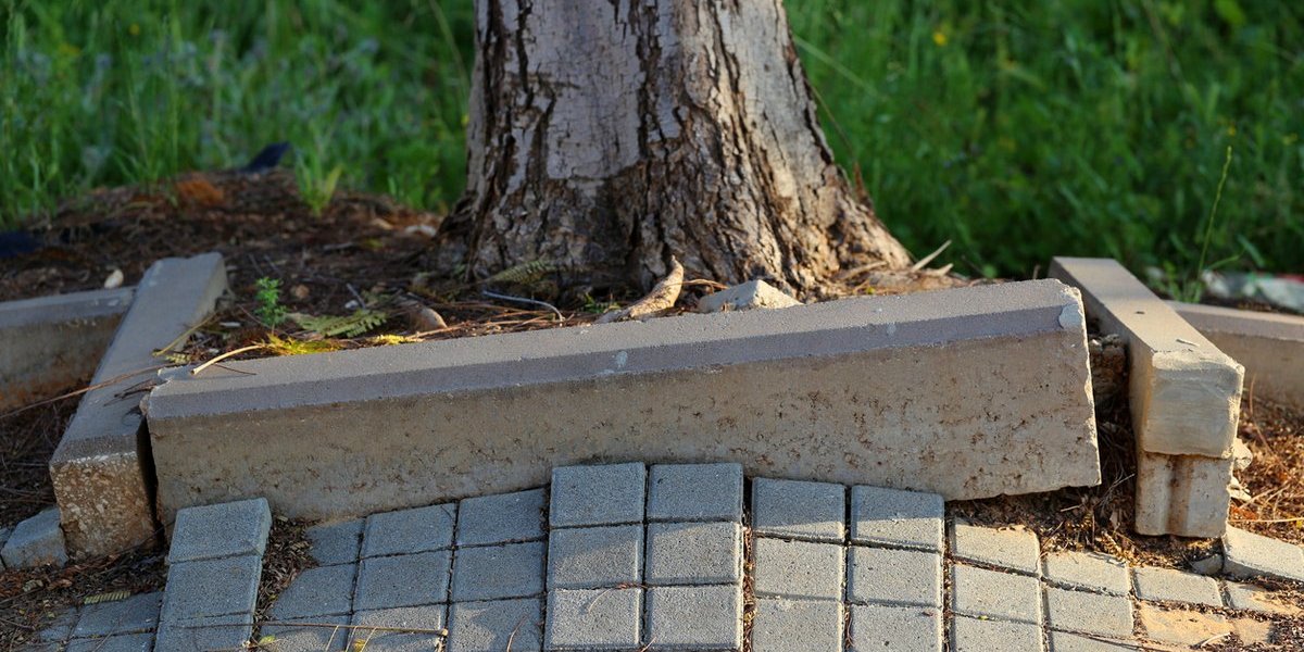 Осторожно, корни под фундаментом: какие деревья Мичурин запрещал сажать у дома и почему