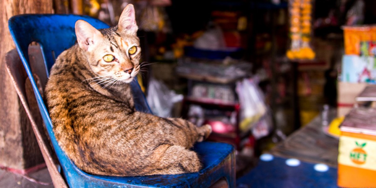 Хвост нечисти: Россиянка раскрыла тайну купированных кошачьих хвостов в Таиланде Хвост нечисти: Россиянка раскрыла тайну купированных кошачьих хвостов в Таиланде