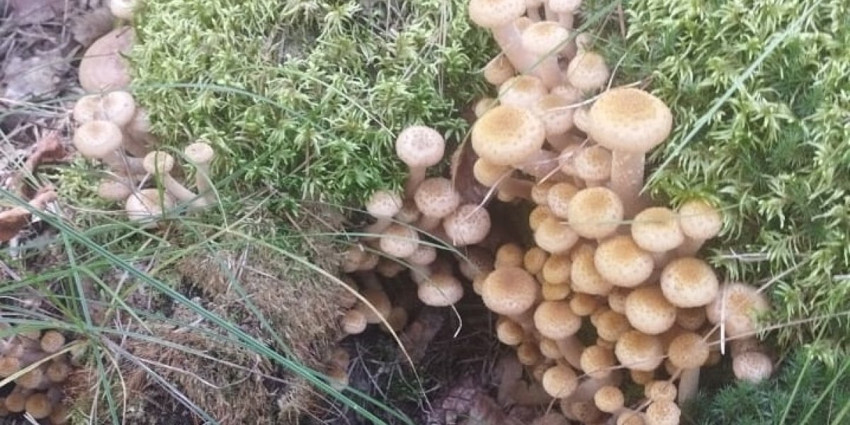 Как отличить ложные опята от настоящих: семь ключевых признаков