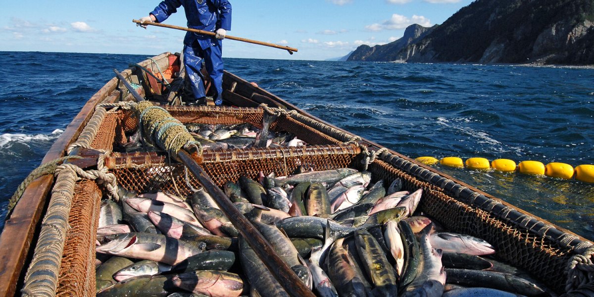 Рыболовный кризис в Баренцевом море: Россия грозит Норвегии закрытием вод из-за санкций Рыболовный кризис в Баренцевом море: Россия грозит Норвегии закрытием вод из-за санкций