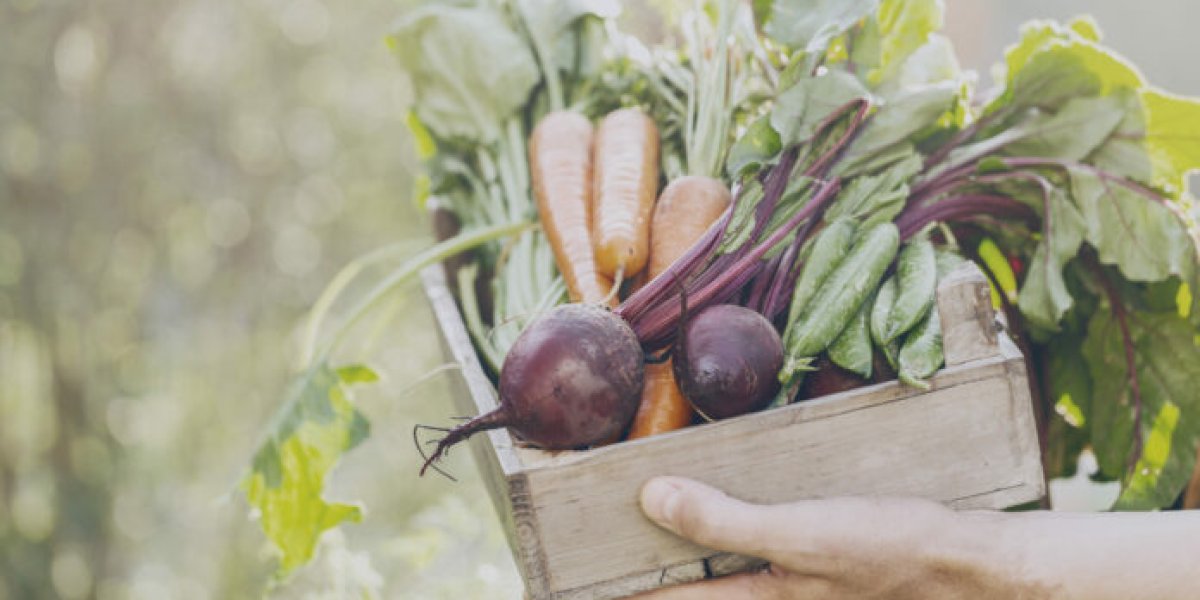 Секреты хранения корнеплодов: как уберечь урожай от гнили до весны Секреты хранения корнеплодов: как уберечь урожай от гнили до весны