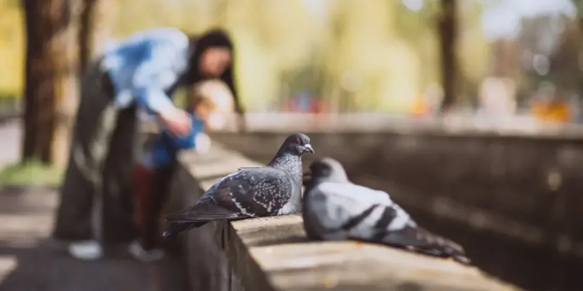 Кажущаяся безобидность с последствиями: чем грозит россиянам кормление голубей у дома Кажущаяся безобидность с последствиями: чем грозит россиянам кормление голубей у дома
