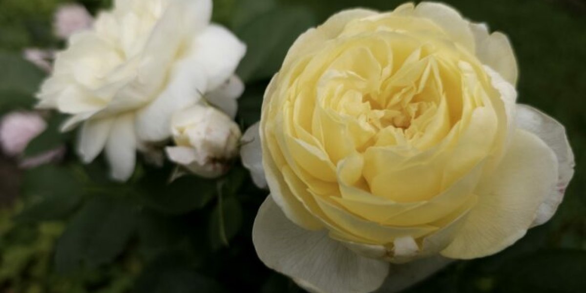 Четыре спасительных соседа: что посадить рядом с розами для пышного цветения и здоровья Четыре спасительных соседа: что посадить рядом с розами для пышного цветения и здоровья