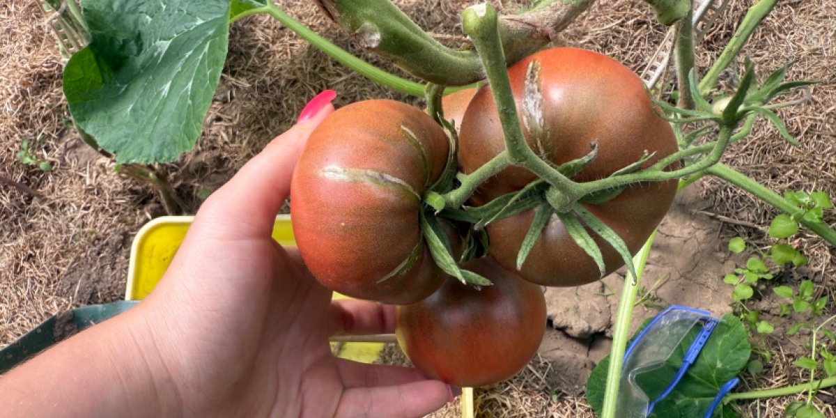 Зеленые томаты покраснеют за 5 дней: проверенный метод спасения урожая от заморозков