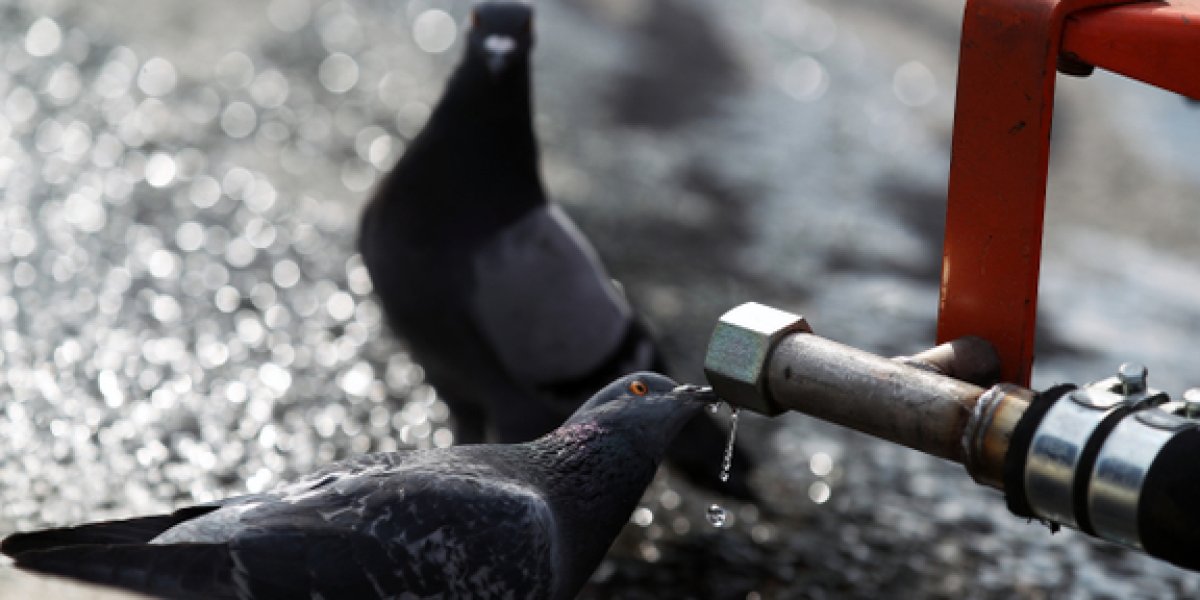 Сбил голубя — лишился прав: скрытые риски обычной дорожной ситуации Сбил голубя — лишился прав: скрытые риски обычной дорожной ситуации