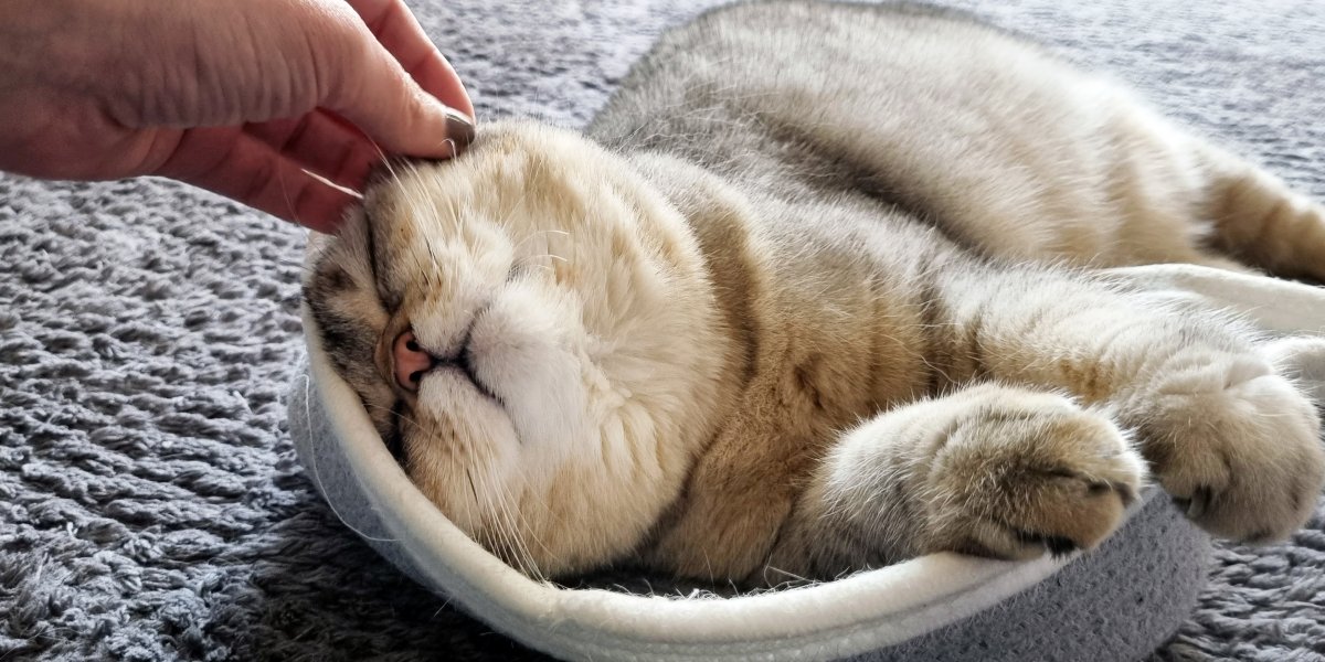 Как имя вашей кошки влияет на её поведение и вашу связь: полное руководство по выбору идеальной клички