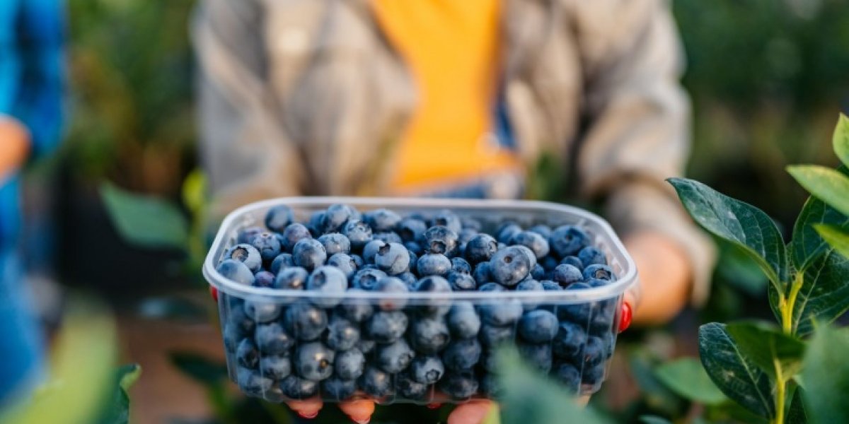 Черника: целебная ягода для иммунитета, зрения и молодости Черника: целебная ягода для иммунитета, зрения и молодости