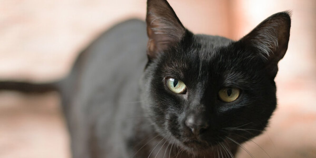 Ученый развеял миф о мстительных кошках: правда о поведении питомцев Ученый развеял миф о мстительных кошках: правда о поведении питомцев