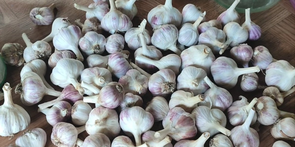 Забудьте о гниющих головках: дачники открыли способ превратить чеснок в приправу, которая хранится годами Забудьте о гниющих головках: дачники открыли способ превратить чеснок в приправу, которая хранится годами