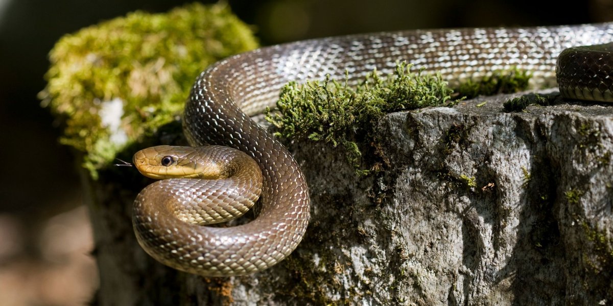 Змеи на Шри-Ланке: как обезопасить себя во время отдыха Змеи на Шри-Ланке: как обезопасить себя во время отдыха